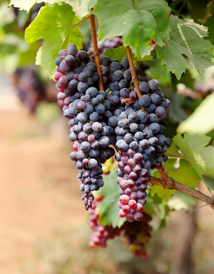 Fruto del Espíritu