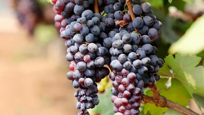 Fruto del Espíritu