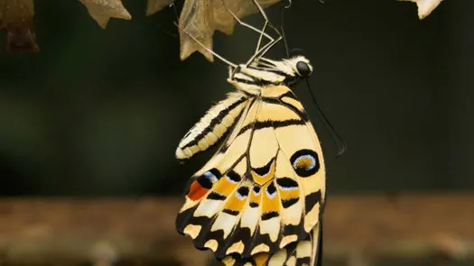 Transformación de nuestro carácter