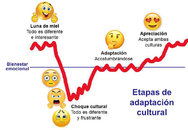 Etapas de la adaptación transcultural