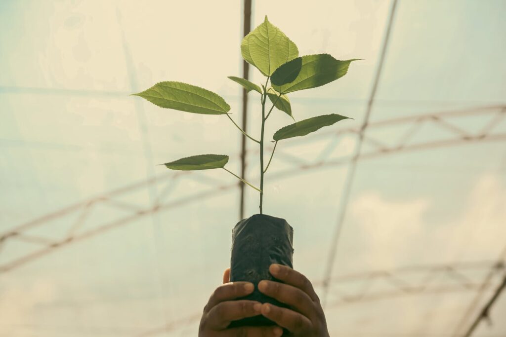 Foto de MELQUIZEDEQUE ALMEIDA: https://www.pexels.com/es-es/foto/el-futuro-en-las-manos-30619295/