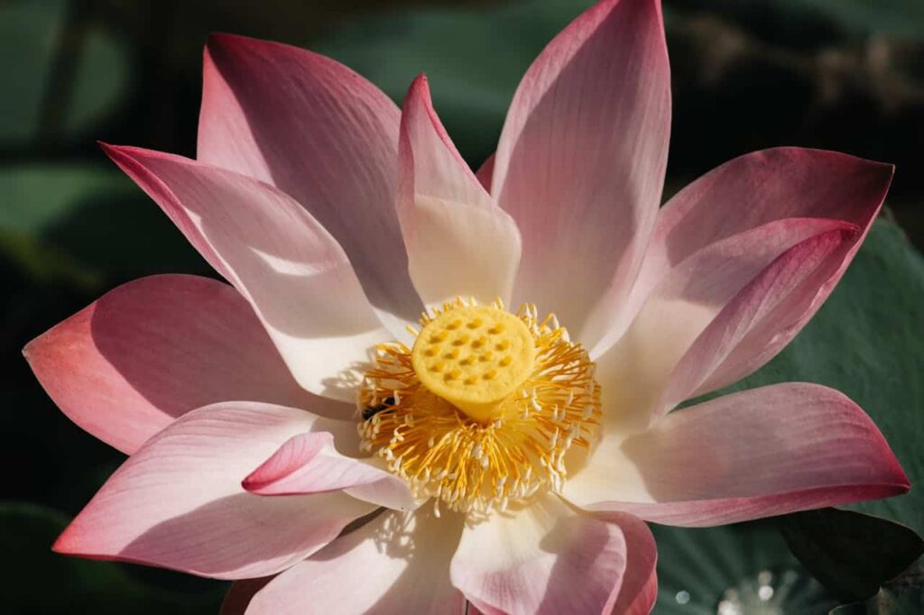 Foto de HỨA QUANG THỚI: https://www.pexels.com/es-es/foto/loto-33059320/